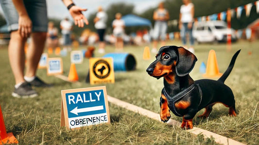 Rally Obedience: Teamarbeit und Spaß mit deinem Hund