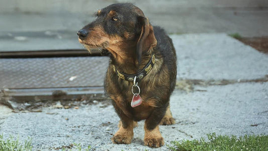 Rauhaardackel: Charakterhund mit Bart und Charme