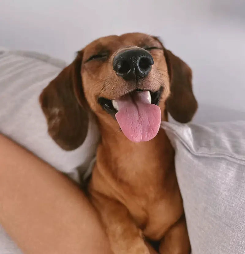 Glücklicher Dackel mit herausgestreckter Zunge