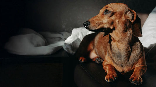 Dackel als Anfängerhund – Ist ein Dackel für Anfänger geeignet?