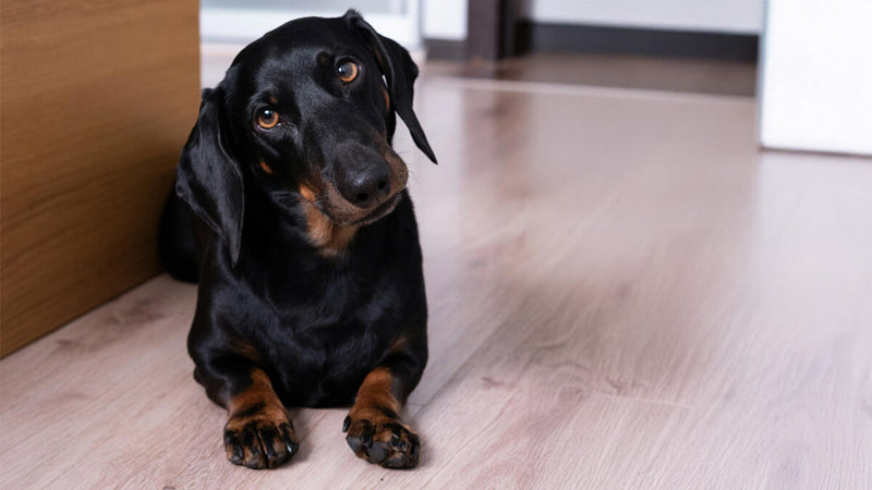 Der Dackel – Charakterhund mit Geschichte und Haltung
