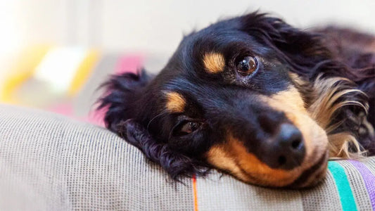 Langhaardackel Vorstellung