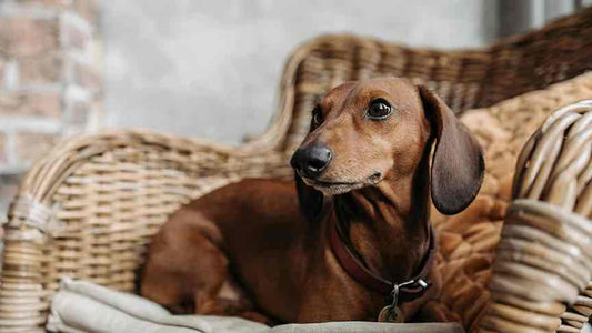 Zwergdackel: Kleiner Hund mit großem Charakter